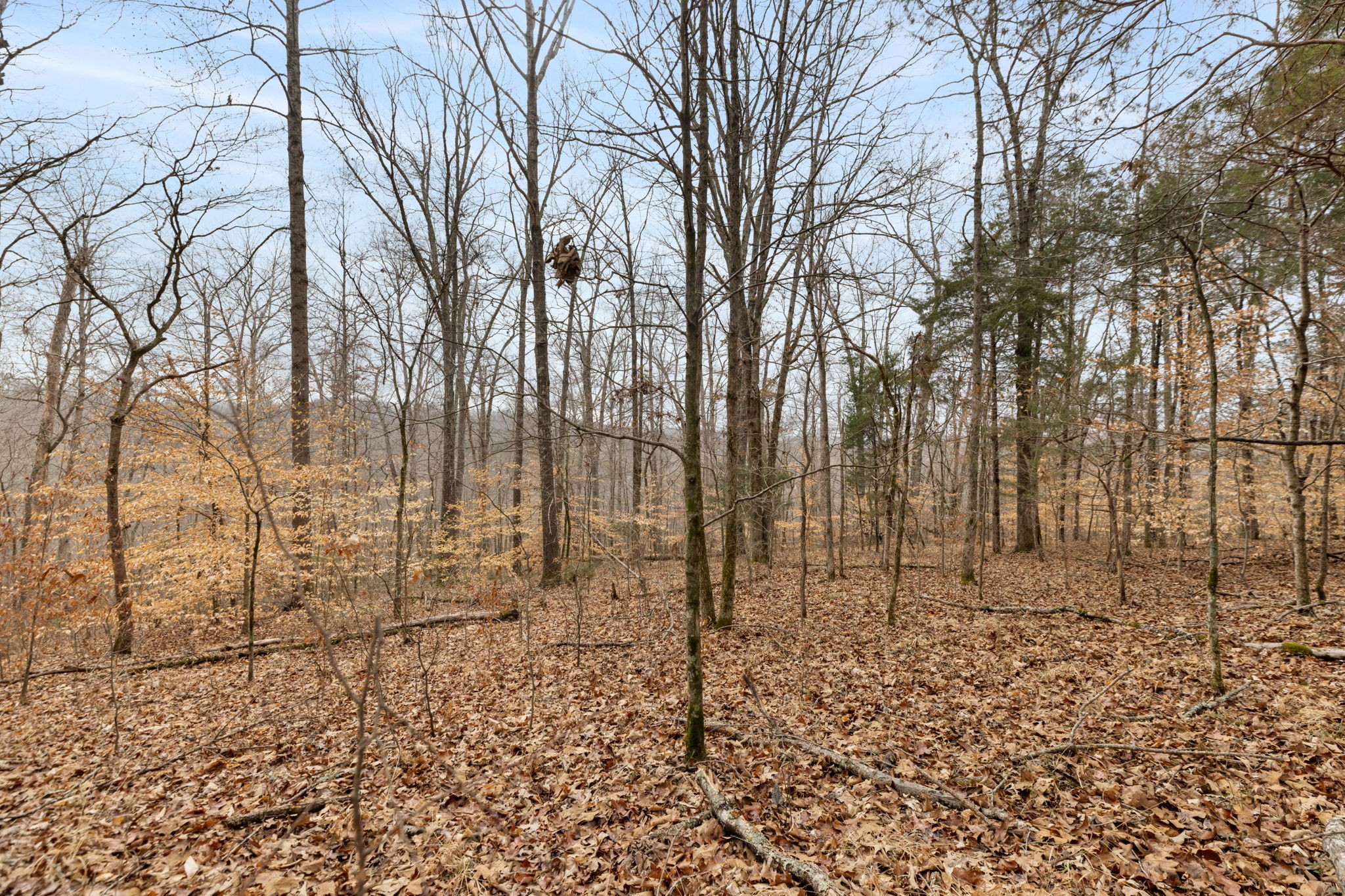 0 Griffintown Road White Bluff, TN 37187 - Photo 6 of 25