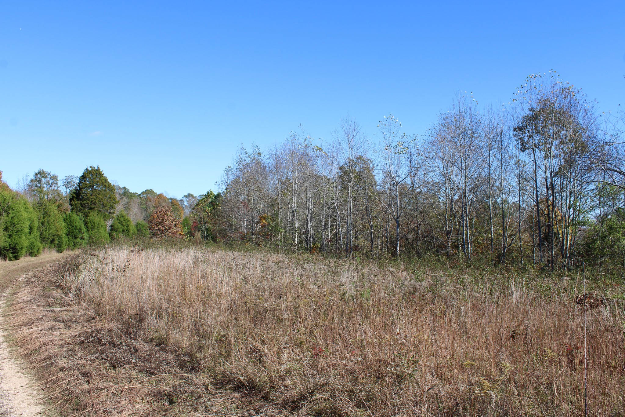 0 Briar Pond Road Centerville, TN 37033 - Photo 12 of 17 a view of a forest with trees in the background