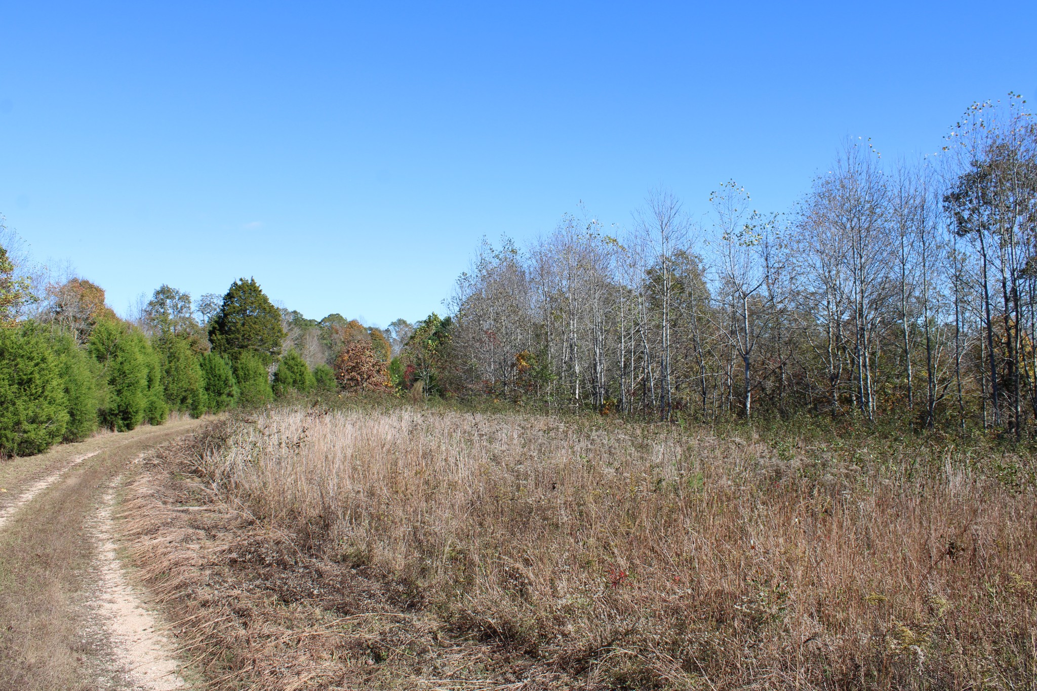 0 Briar Pond Road Centerville, TN 37033 - Photo 13 of 17 a view of a dry yard with trees in the background