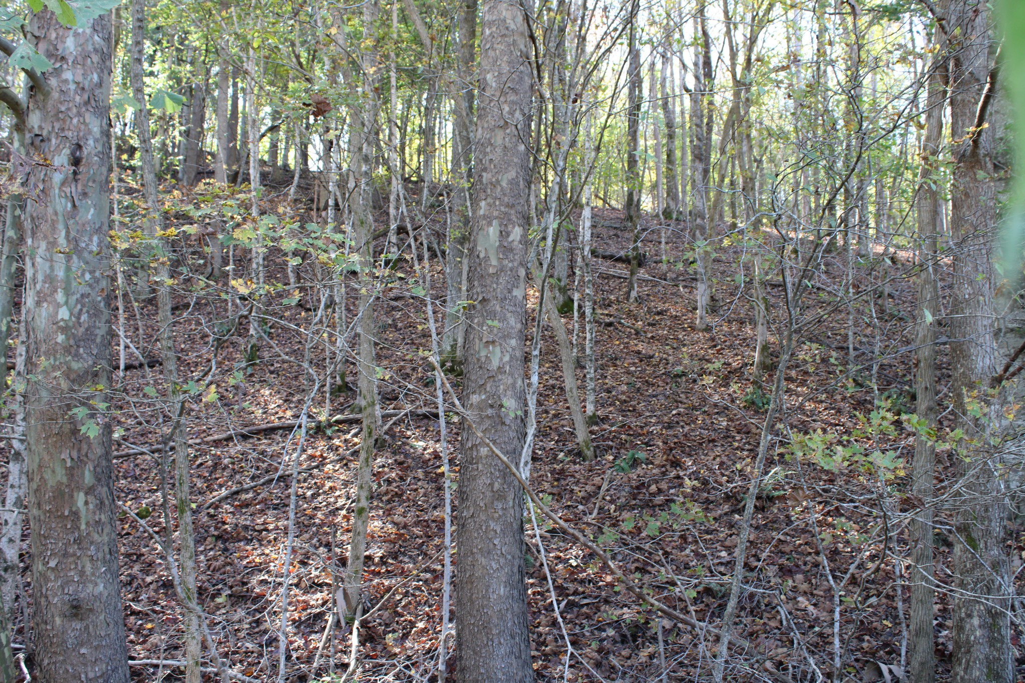 0 Briar Pond Road Centerville, TN 37033 - Photo 15 of 17 a view of a pathway of a building
