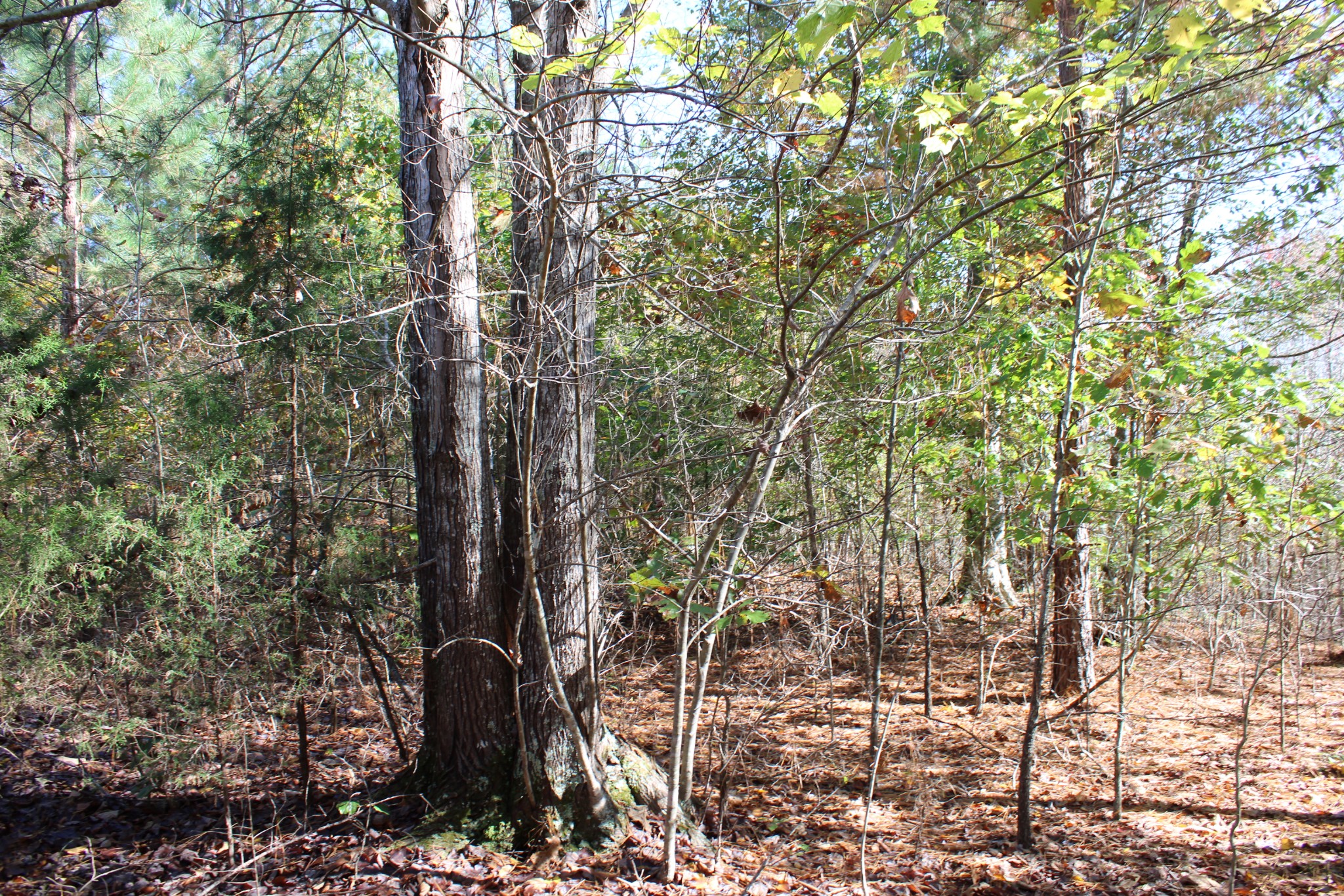 0 Briar Pond Road Centerville, TN 37033 - Photo 16 of 17 a view of forest