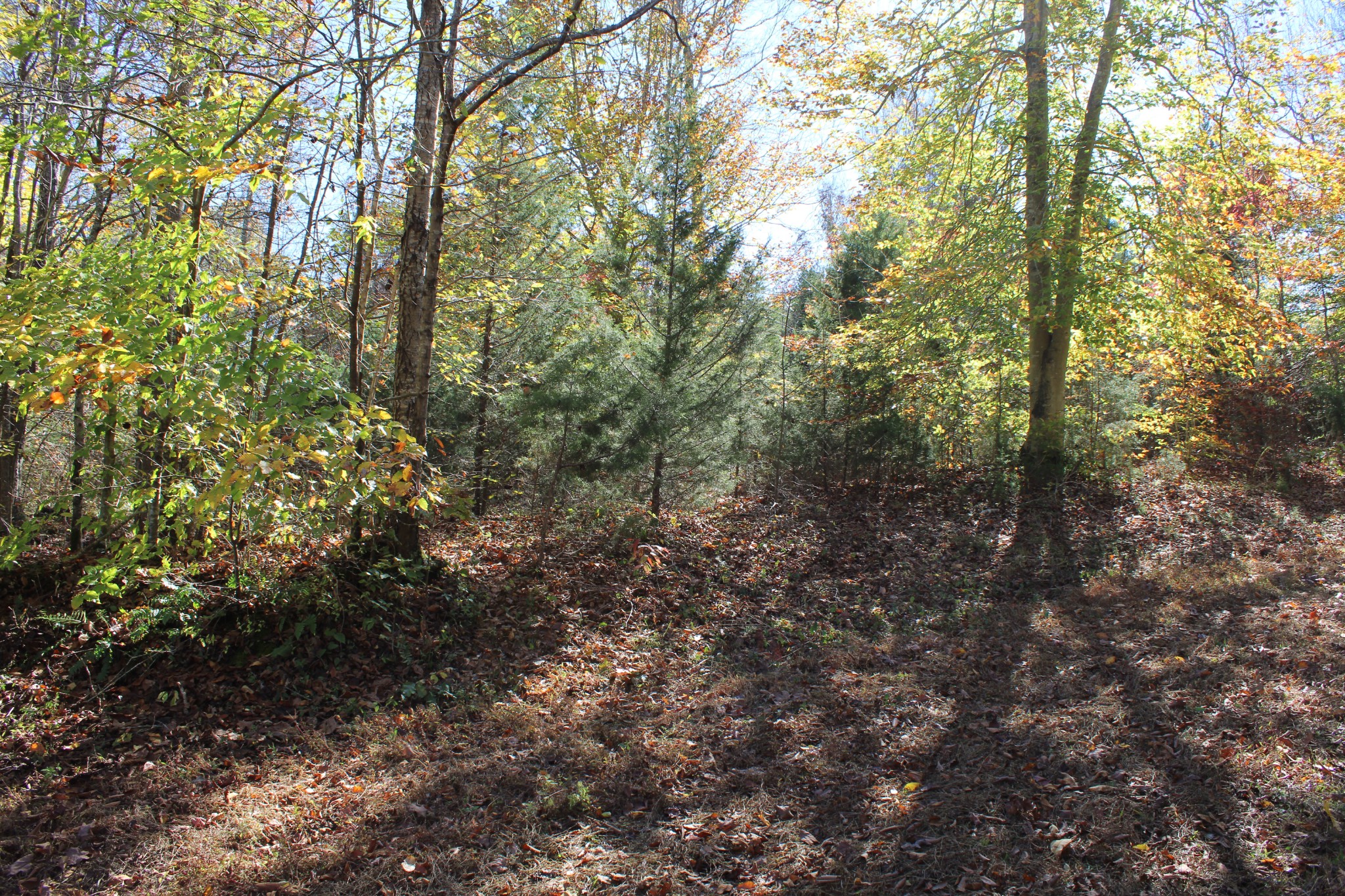 0 Briar Pond Road Centerville, TN 37033 - Photo 17 of 17 a view of a forest with lots of trees