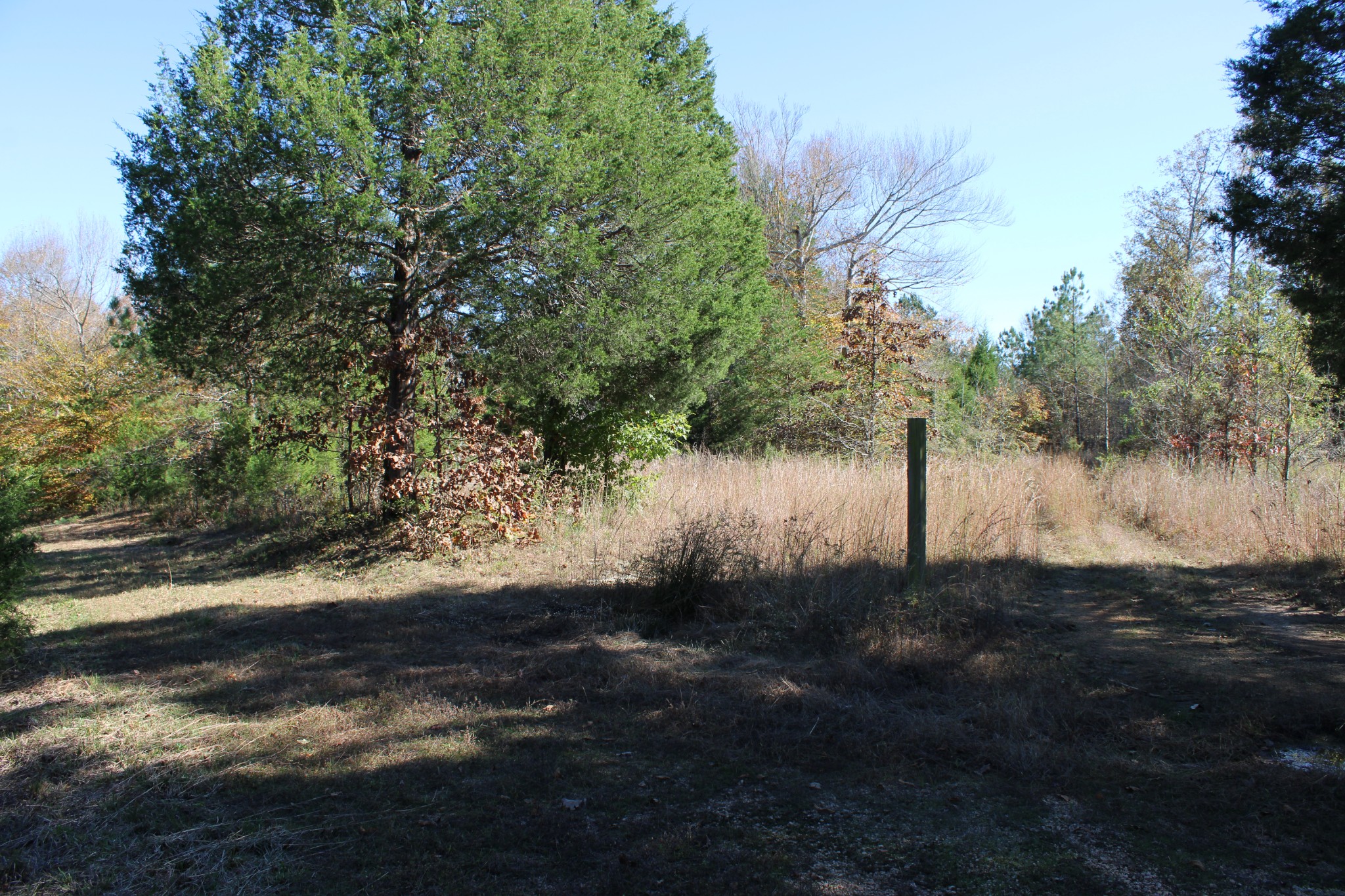 0 Briar Pond Road Centerville, TN 37033 - Photo 4 of 17 a view of a yard