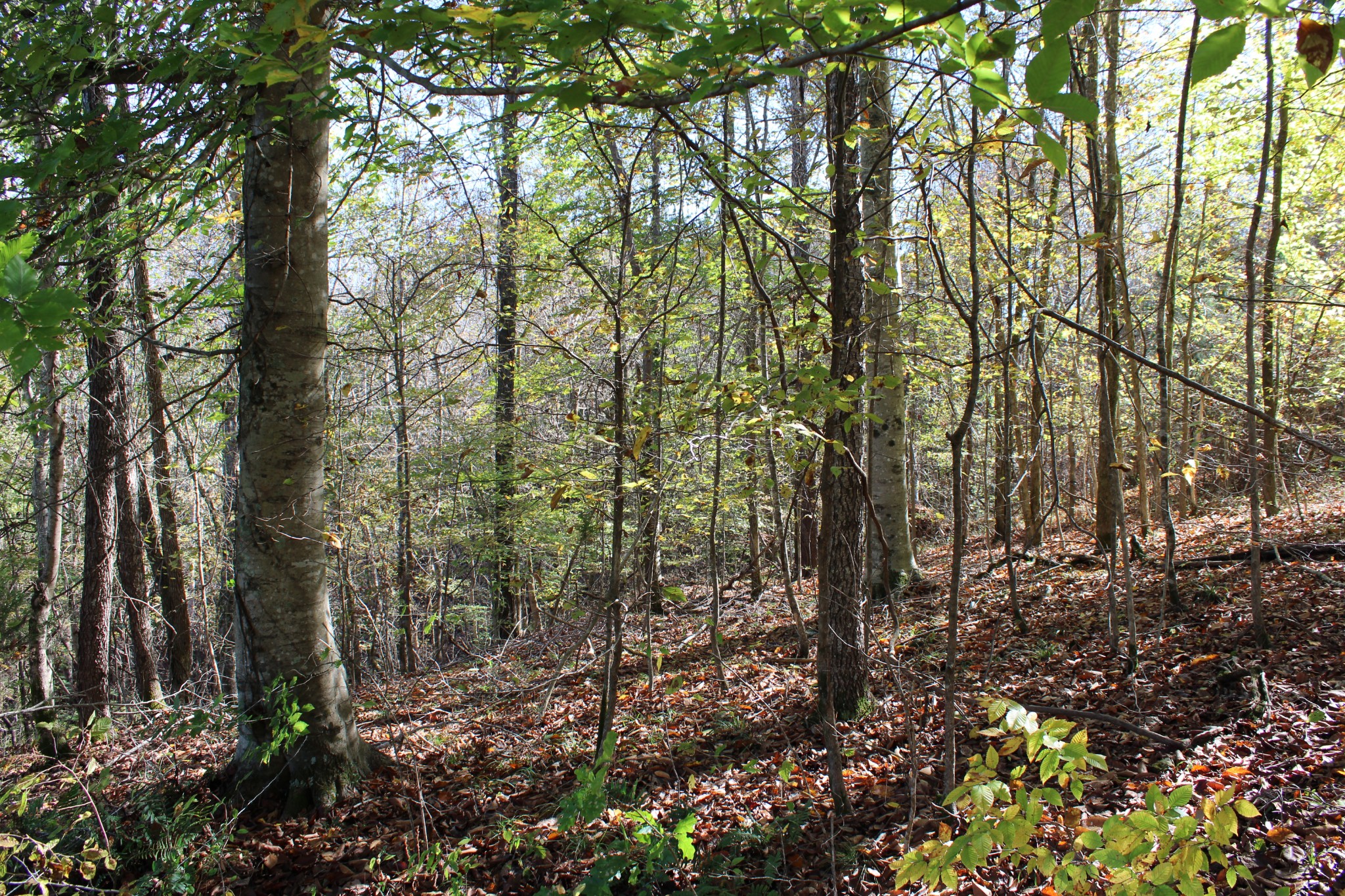 0 Briar Pond Road Centerville, TN 37033 - Photo 5 of 17 a view of forest