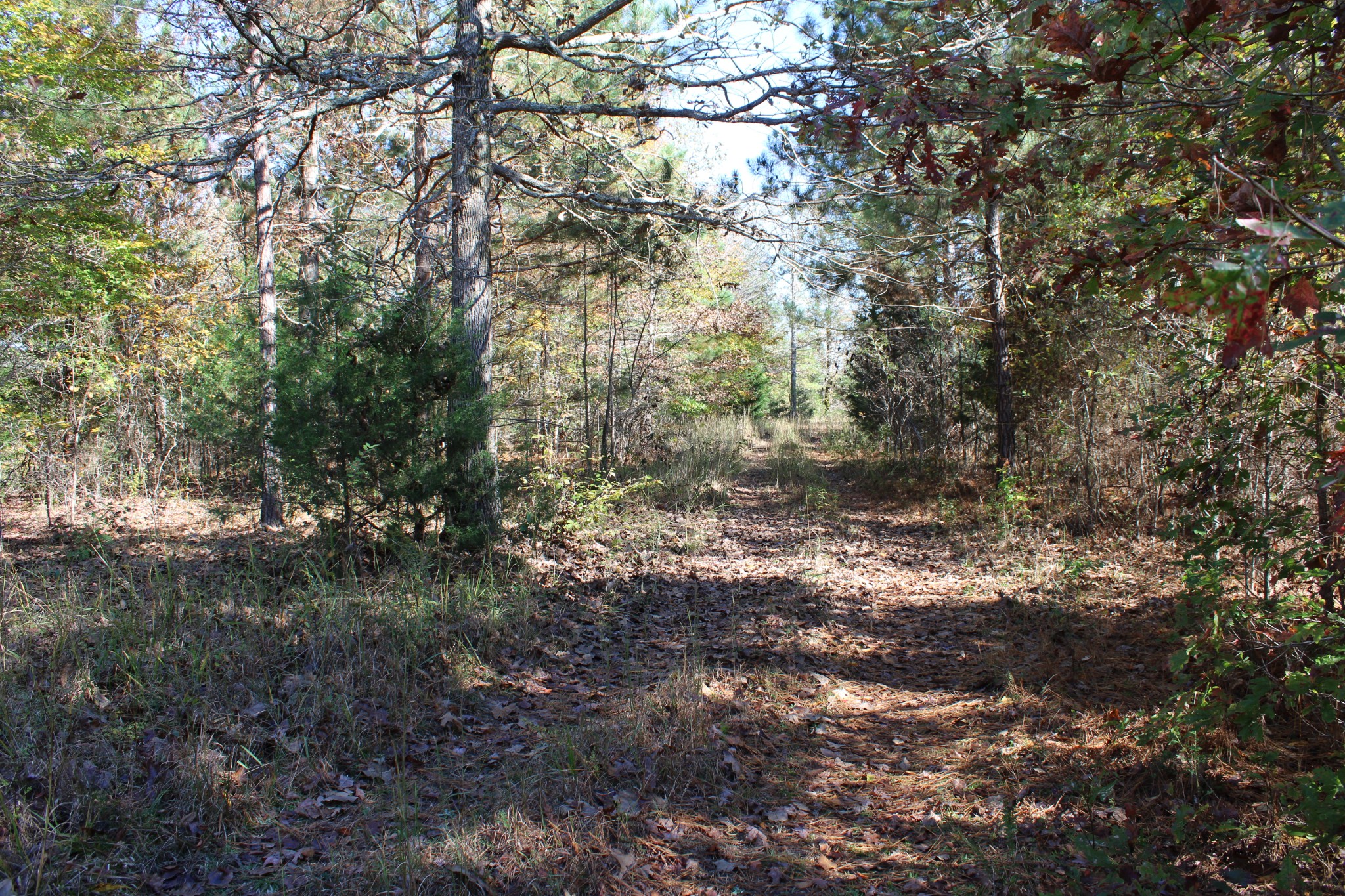 0 Briar Pond Road Centerville, TN 37033 - Photo 6 of 17 a view of a forest with lots of trees
