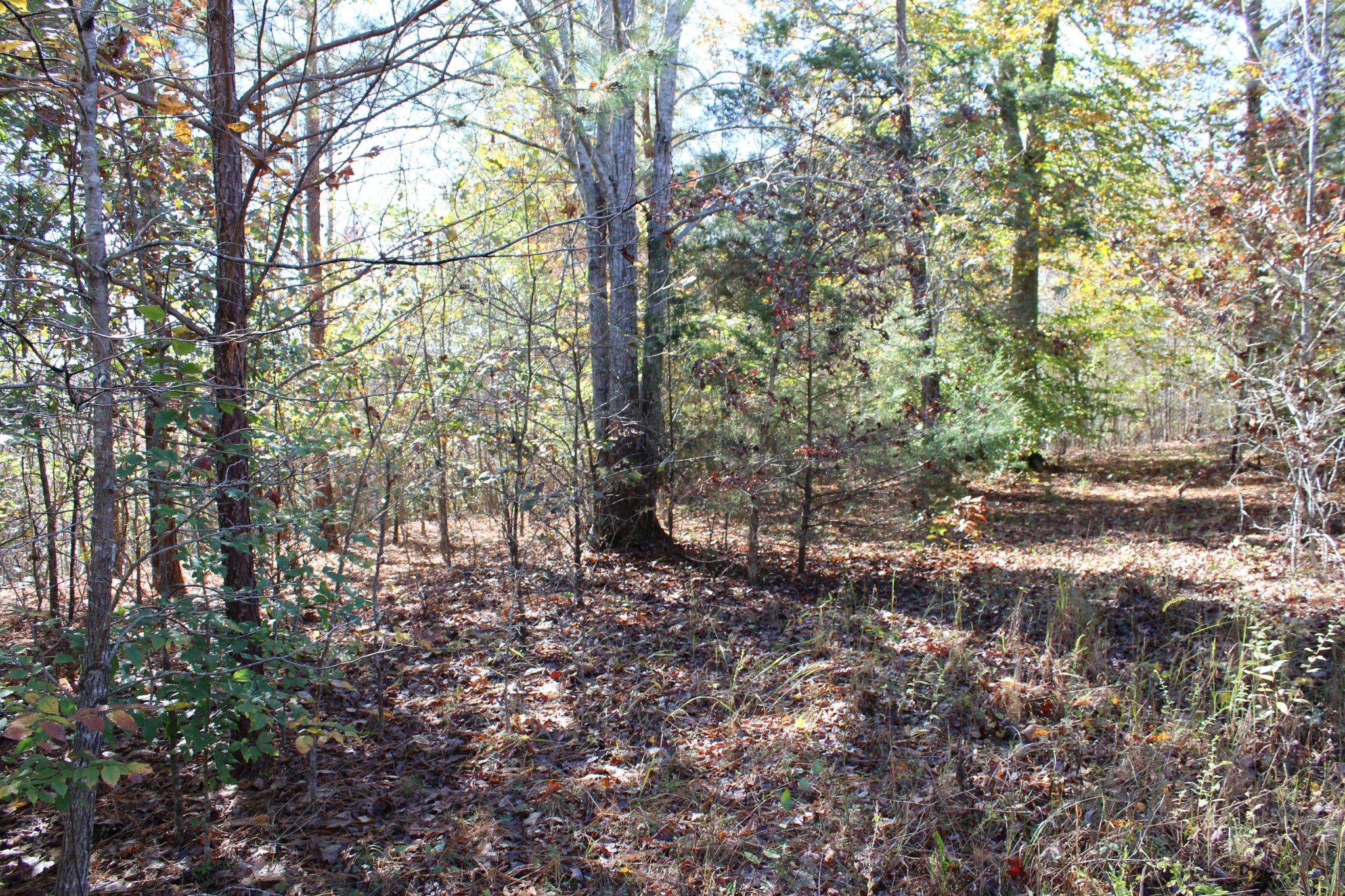0 Briar Pond Road Centerville, TN 37033 - Photo 7 of 17 a backyard of a house with lots of green space