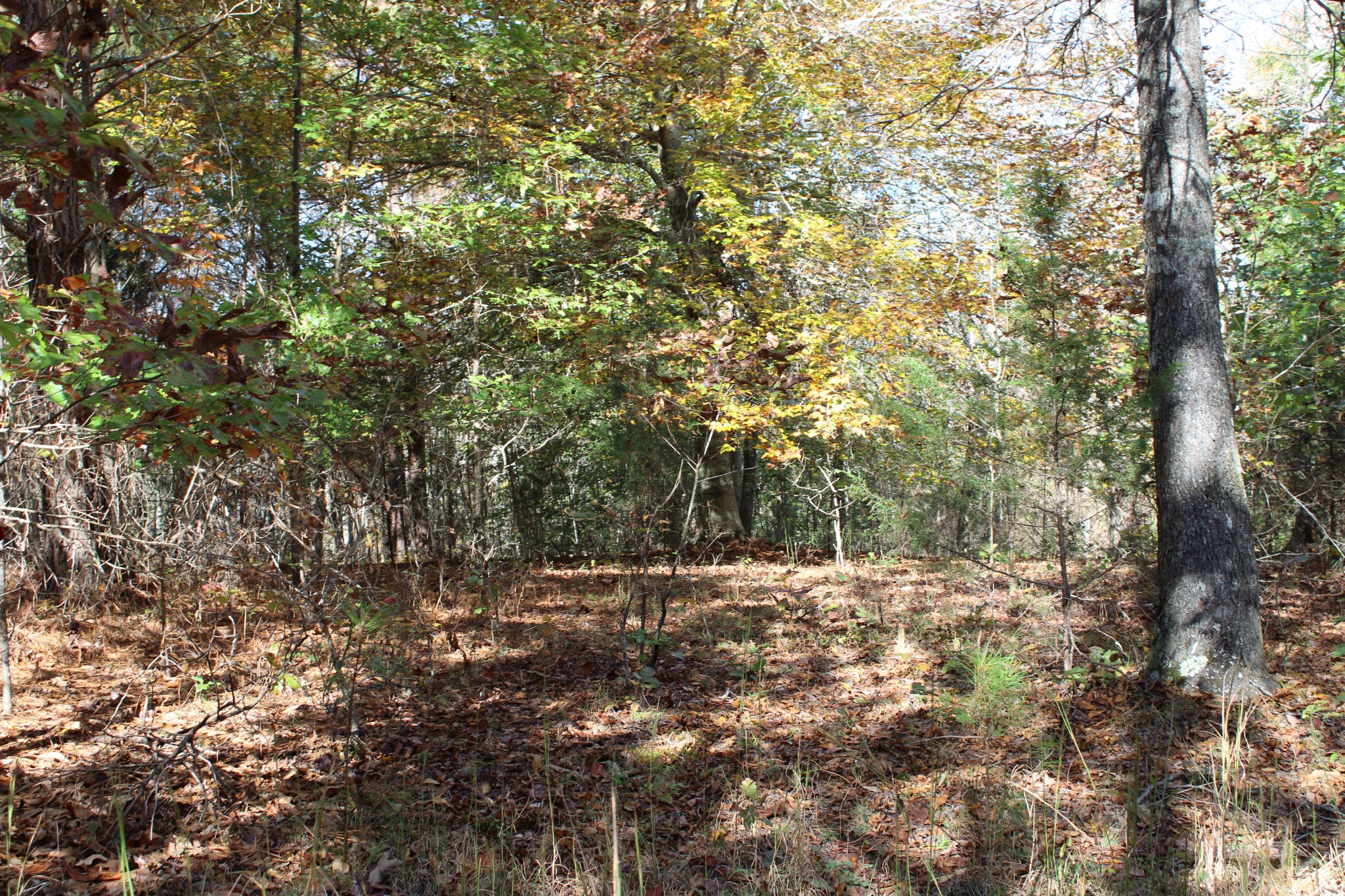 0 Briar Pond Road Centerville, TN 37033 - Photo 8 of 17 a view of outdoor space and trees