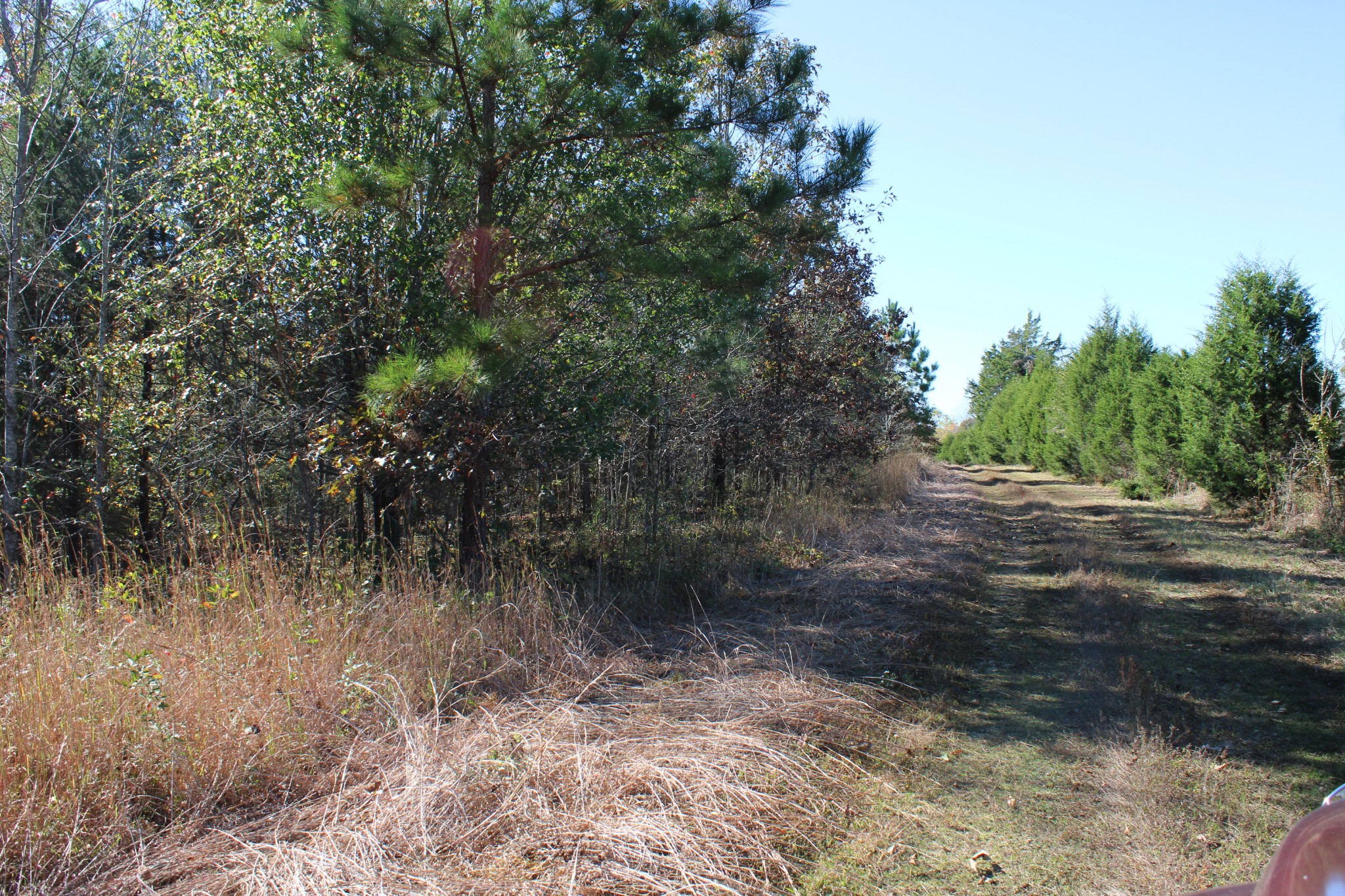 0 Briar Pond Road Centerville, TN 37033 - Photo 10 of 17 a view of a yard with plants and a tree