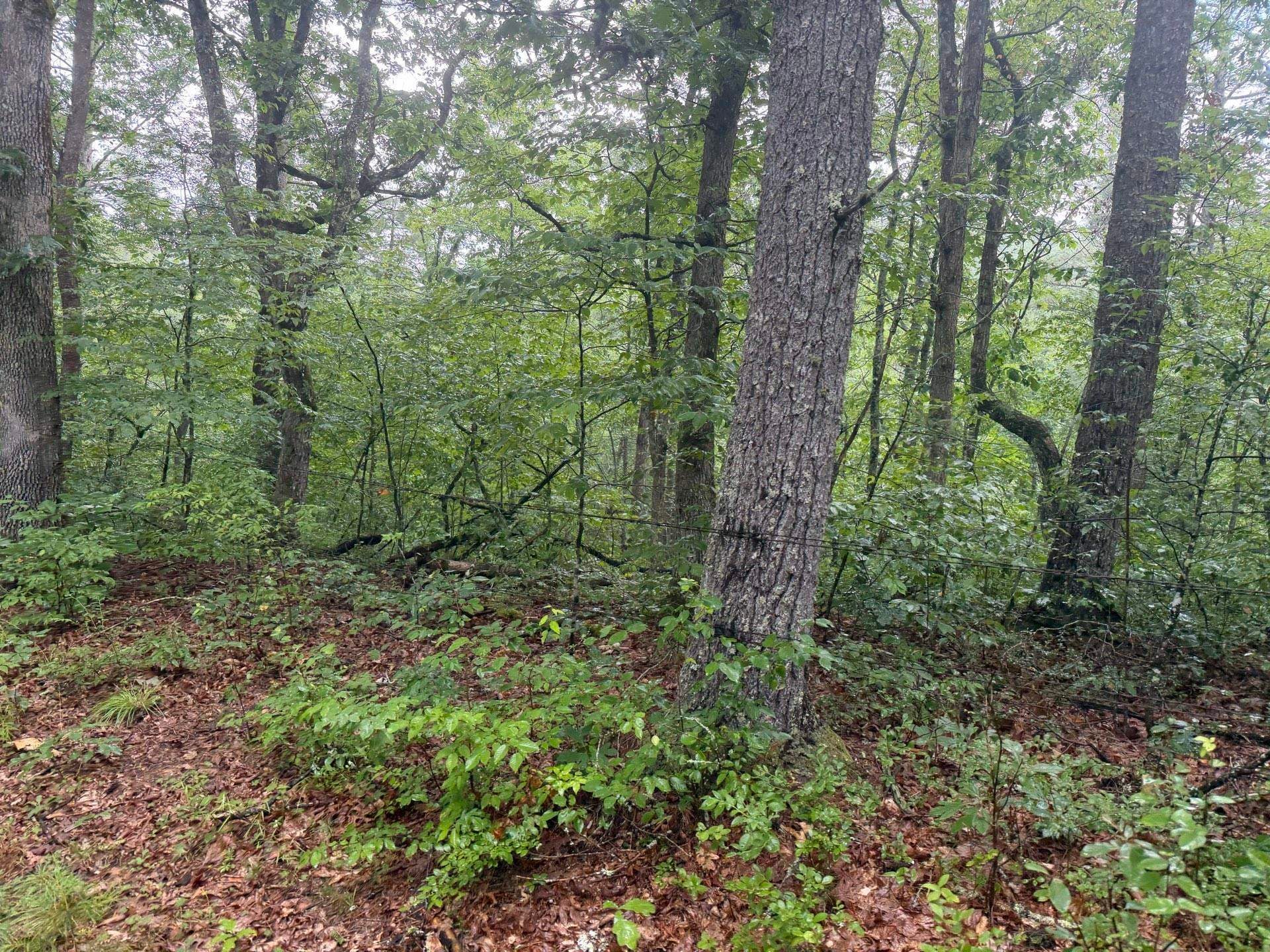 Tbd Short Ridge Drive Bland, VA 24315 - Photo 61 of 125 Gallery Image 61