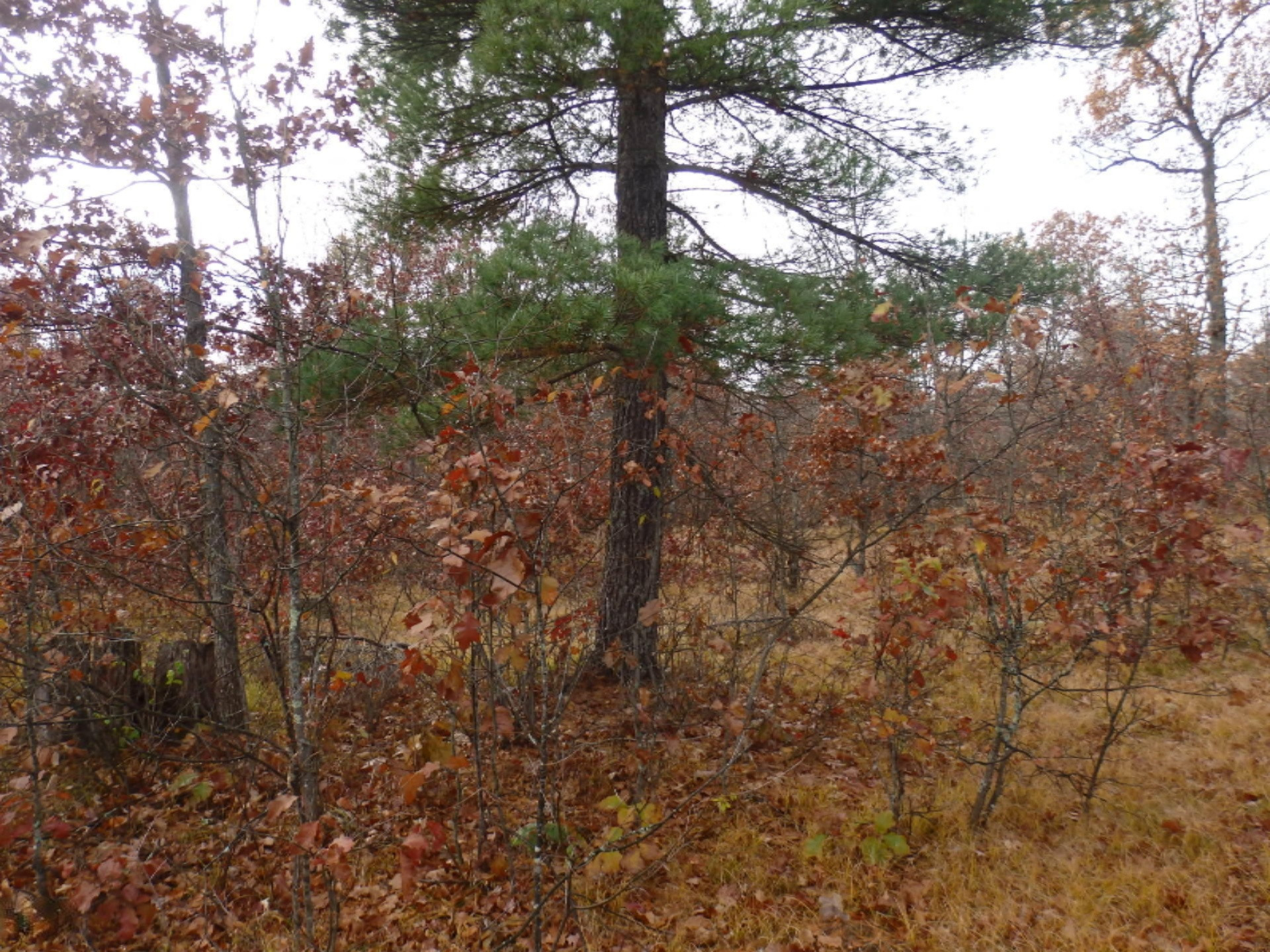 Custer Road Free Soil, MI 49411 - Photo 4 of 12 PA292712