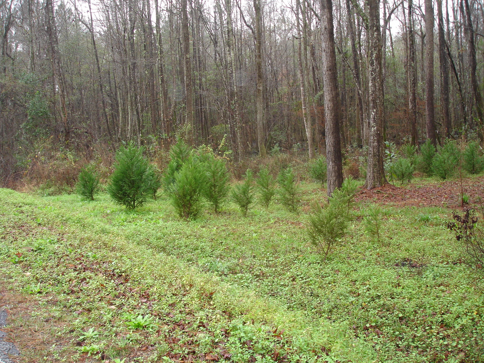 1 Miley Hill Road Ravenel, SC 29470 - Photo 3 of 5 Miley - Florida lot (3)