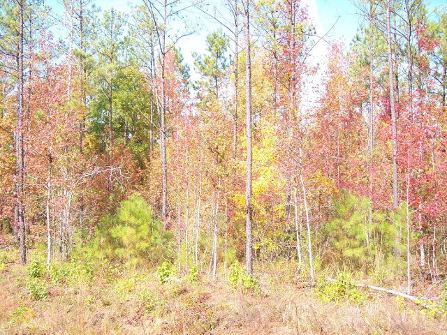 Lot D14 Johnstonville Road, Unit D14 Forsyth, GA 31029 - Photo 1 of 1 Primary Photo