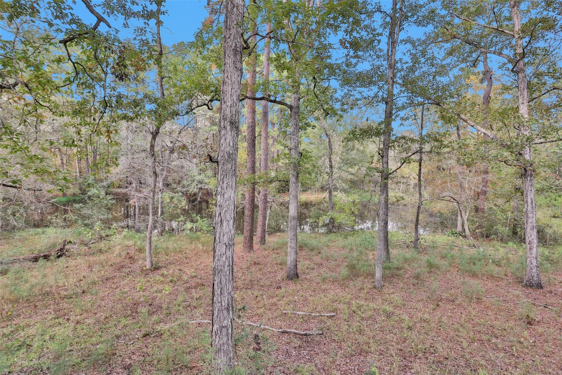 7415 Honea Egypt Road Montgomery, TX 77316 - Photo 30 of 50 a view of a forest filled with trees