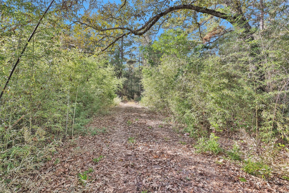 7415 Honea Egypt Road Montgomery, TX 77316 - Photo 4 of 50 a view of a yard with a tree
