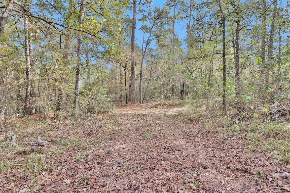 7415 Honea Egypt Road Montgomery, TX 77316 - Photo 42 of 50 a view of a yard with trees