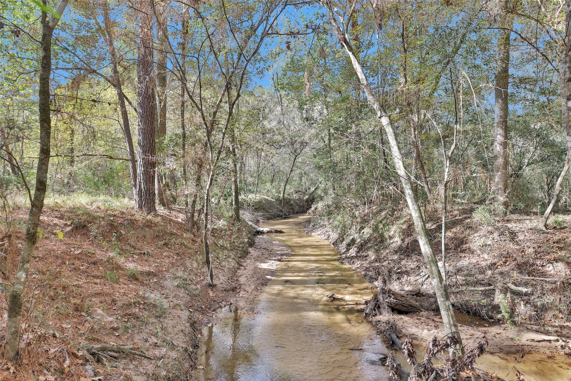 7415 Honea Egypt Road Montgomery, TX 77316 - Photo 44 of 50 a view of a forest filled with trees