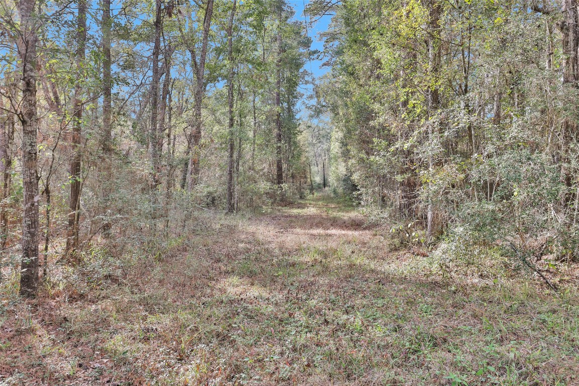 7415 Honea Egypt Road Montgomery, TX 77316 - Photo 5 of 50 a view of a forest with trees in the background