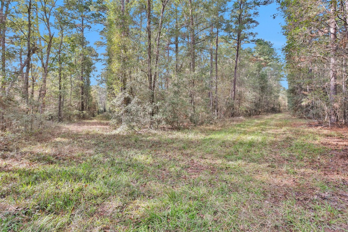 7415 Honea Egypt Road Montgomery, TX 77316 - Photo 6 of 50 a view of outdoor space with trees