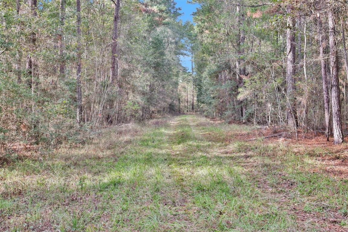 7415 Honea Egypt Road Montgomery, TX 77316 - Photo 7 of 50 a view of a dry yard with trees