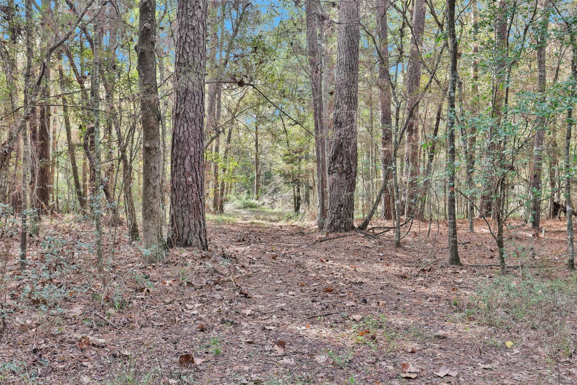7415 Honea Egypt Road Montgomery, TX 77316 - Photo 8 of 50 a view of outdoor space and trees
