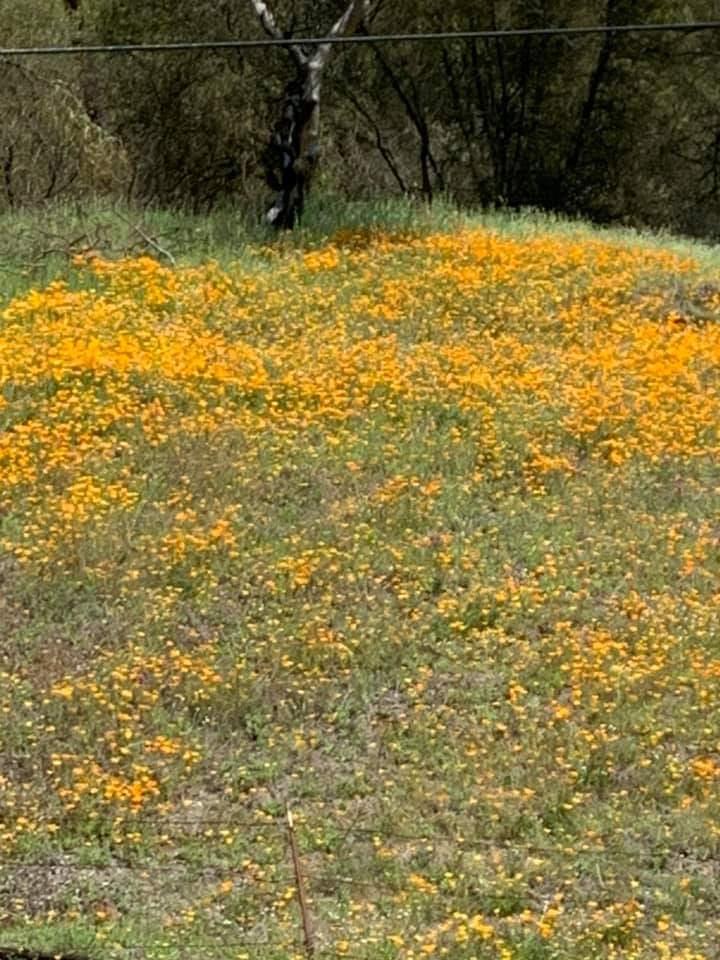 0 Electra Road Jackson, CA 95642 - Photo 43 of 51 Gallery Image 43