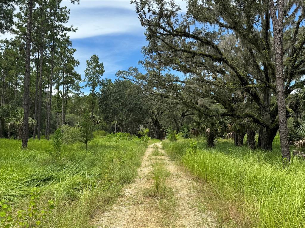 9600 Northeast 90th Street Road Fort McCoy, FL 32134 - Photo 11 of 32 a view of a garden