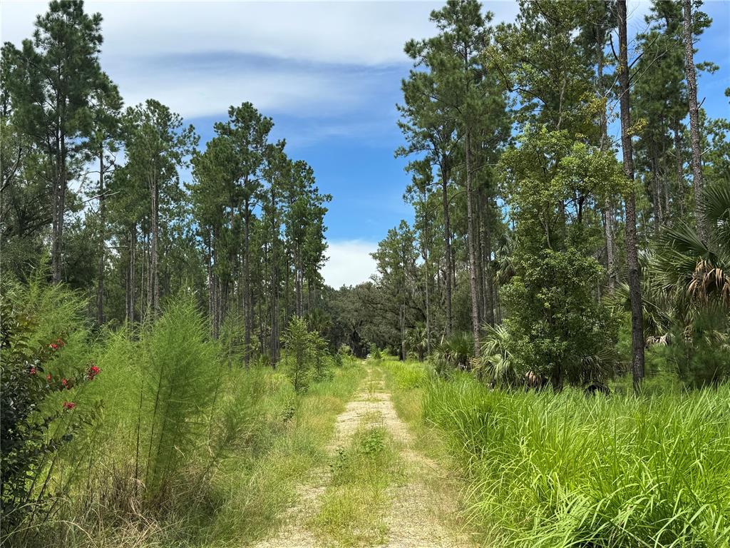 9600 Northeast 90th Street Road Fort McCoy, FL 32134 - Photo 12 of 32 a view of a lush green space