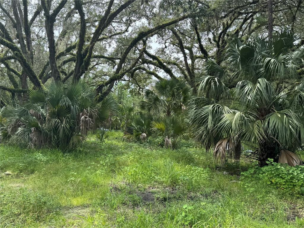 9600 Northeast 90th Street Road Fort McCoy, FL 32134 - Photo 13 of 32 a view of a lush green space