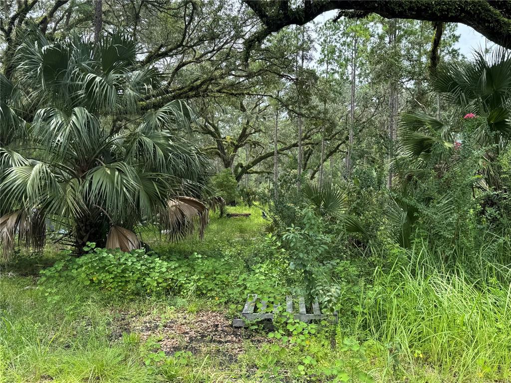 9600 Northeast 90th Street Road Fort McCoy, FL 32134 - Photo 14 of 32 a backyard of a house with lots of green space