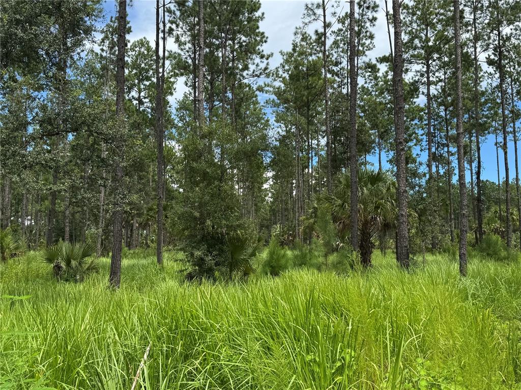 9600 Northeast 90th Street Road Fort McCoy, FL 32134 - Photo 16 of 32 a view of a lush green space