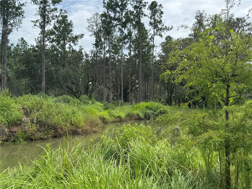 9600 Northeast 90th Street Road Fort McCoy, FL 32134 - Photo 18 of 32 a view of a lush green forest with lots of trees
