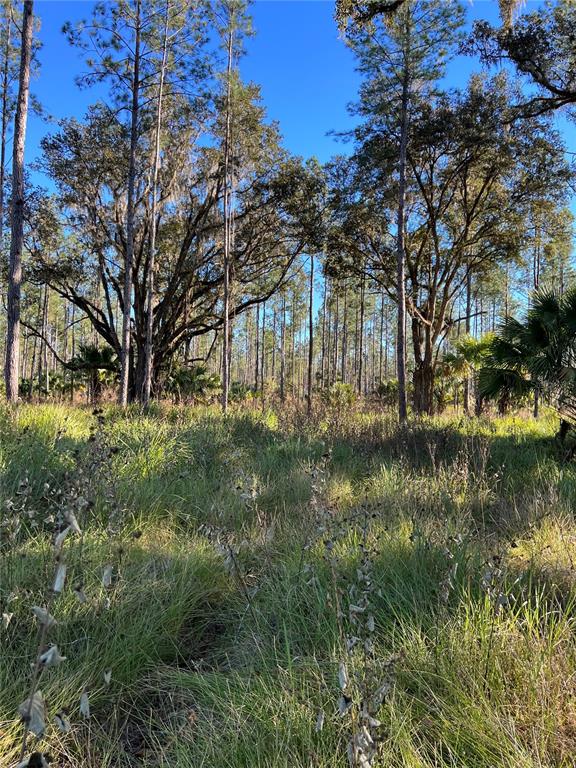 9600 Northeast 90th Street Road Fort McCoy, FL 32134 - Photo 22 of 32 a view of yard with green space
