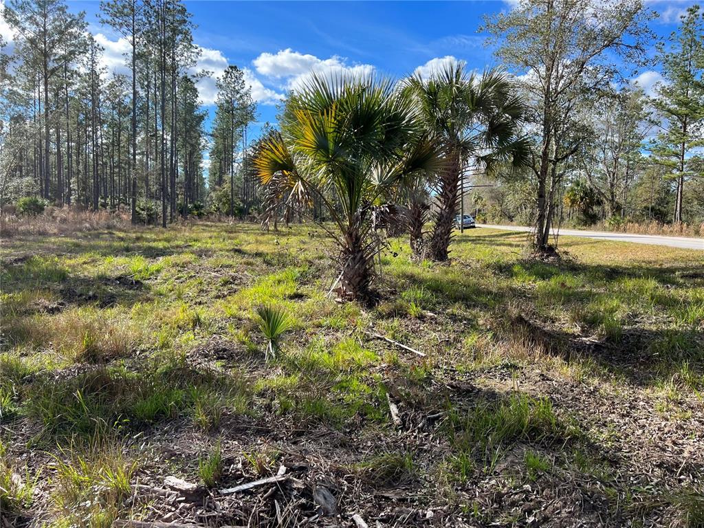 9600 Northeast 90th Street Road Fort McCoy, FL 32134 - Photo 23 of 32 a view of backyard with tree