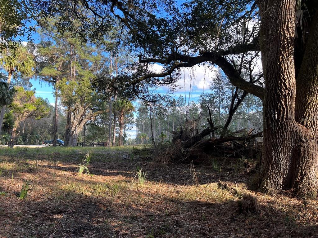 9600 Northeast 90th Street Road Fort McCoy, FL 32134 - Photo 24 of 32 a backyard of a house with lots of green space