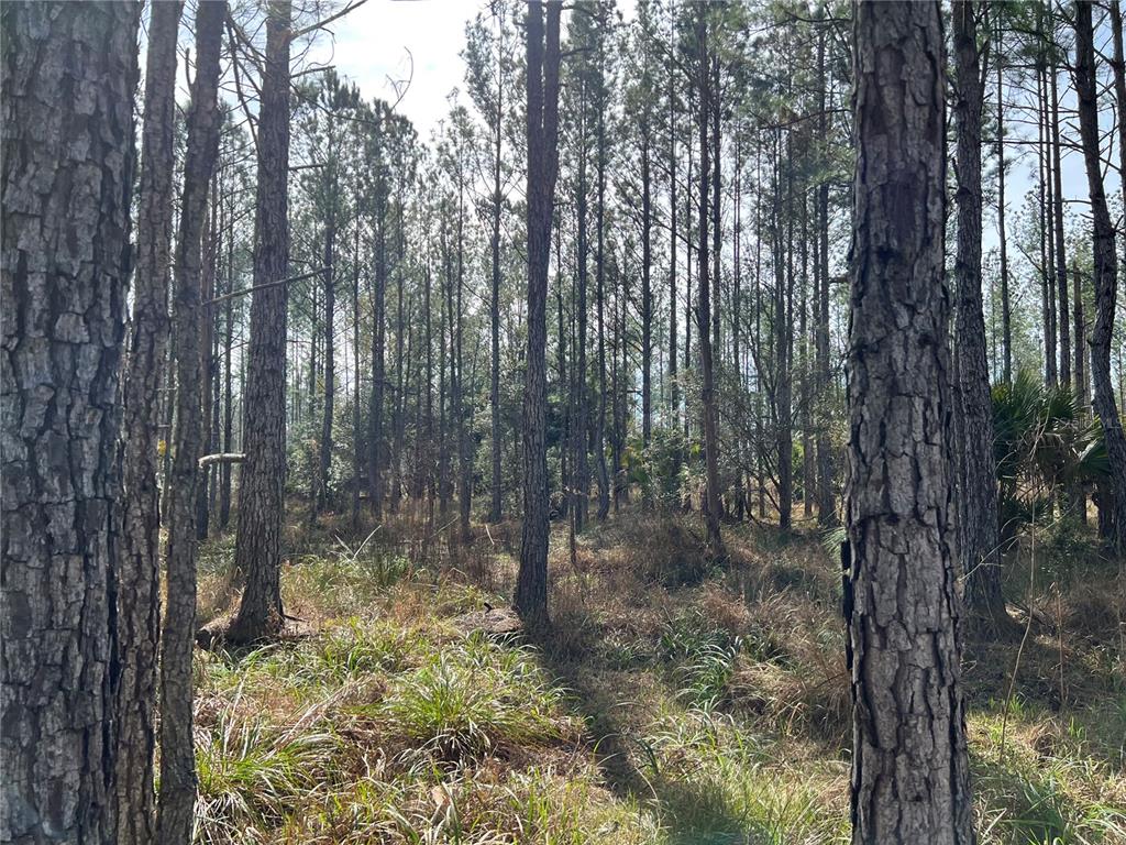 9600 Northeast 90th Street Road Fort McCoy, FL 32134 - Photo 26 of 32 a view of a forest with trees in the background