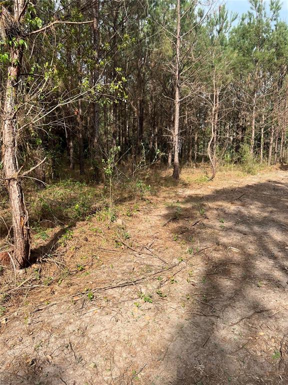 9600 Northeast 90th Street Road Fort McCoy, FL 32134 - Photo 27 of 32 a view of a yard with trees