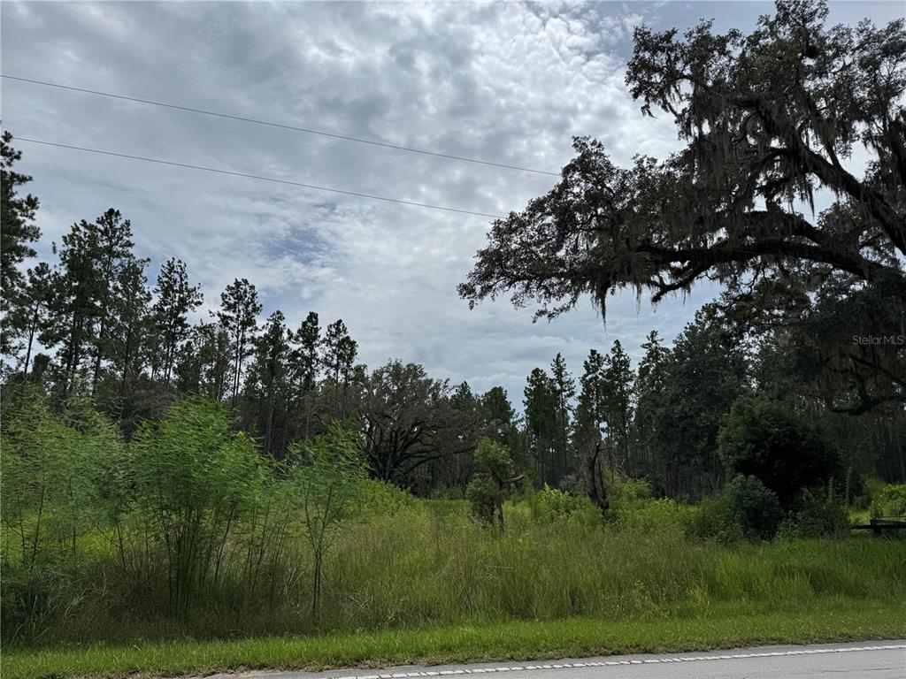 9600 Northeast 90th Street Road Fort McCoy, FL 32134 - Photo 5 of 32 a view of a bunch of trees in a field