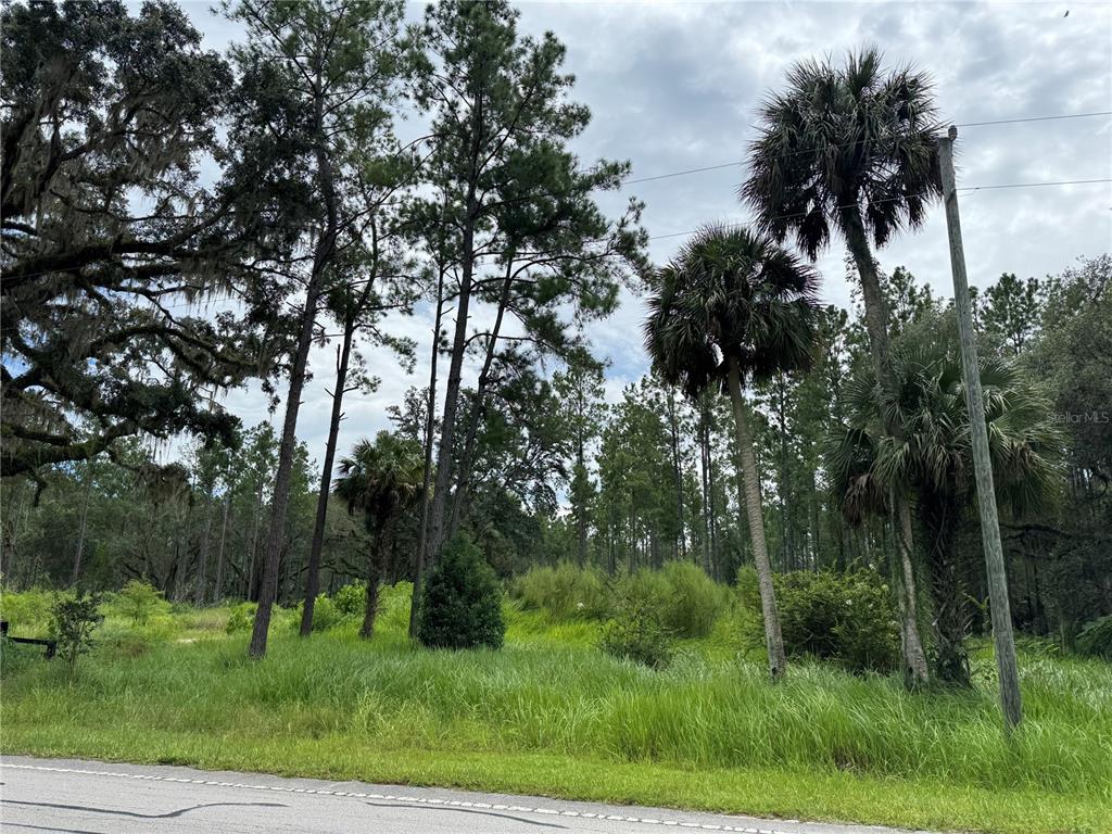 9600 Northeast 90th Street Road Fort McCoy, FL 32134 - Photo 7 of 32 a view of a yard with a tree