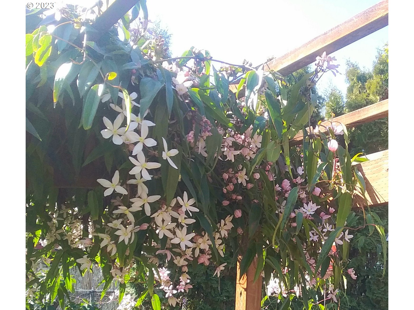 553 Southwest Clay Street Dallas, OR 97338 - Photo 32 of 33 a picture of flowers