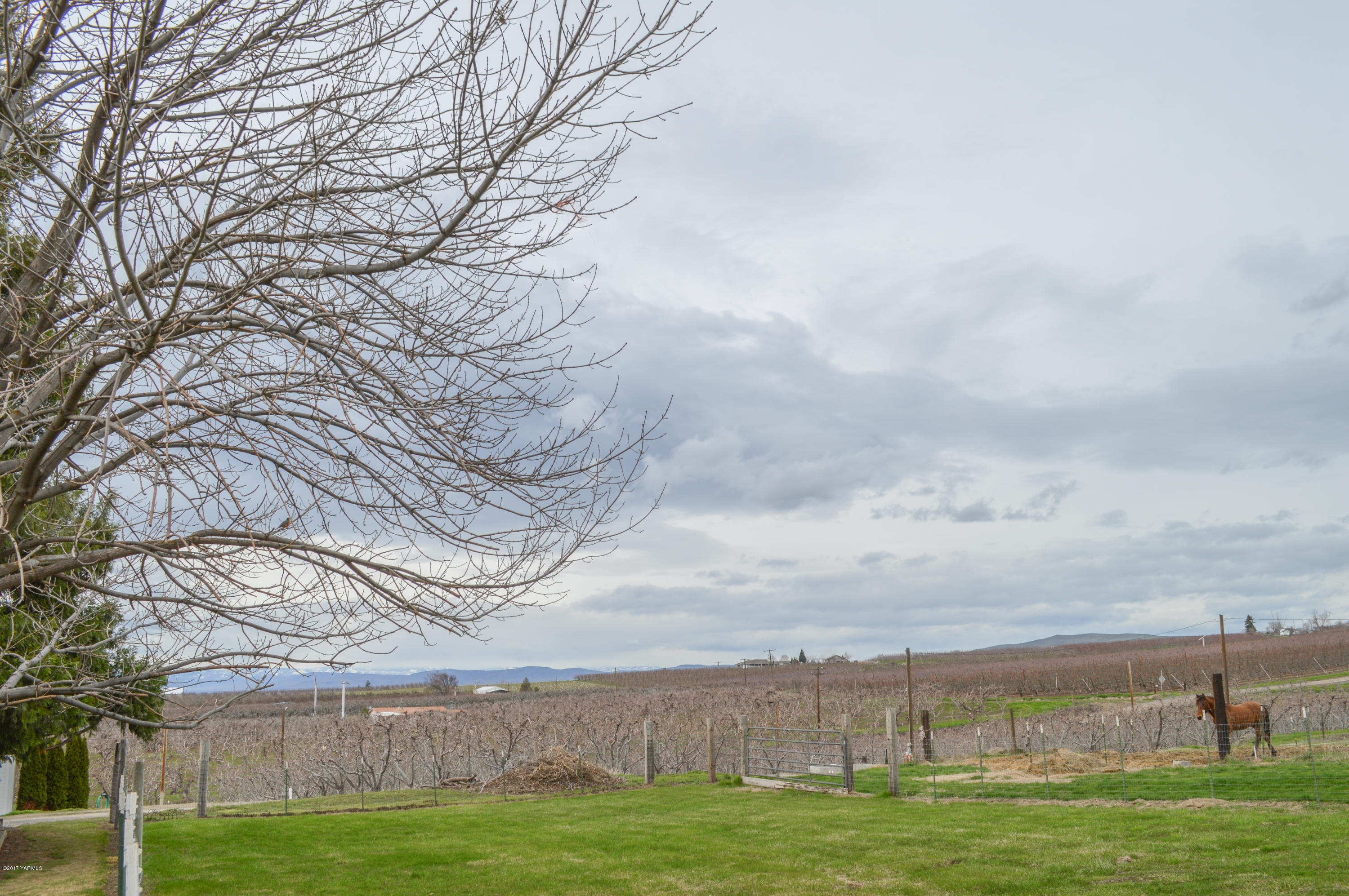 581 Gilbert Road Zillah, WA 98953 - Photo 35 of 38 a view of a field with an trees in front of it