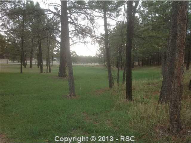 11190 Raygor Road Colorado Springs, CO 80908 - Photo 16 of 18 Beautiful grass already arriving!