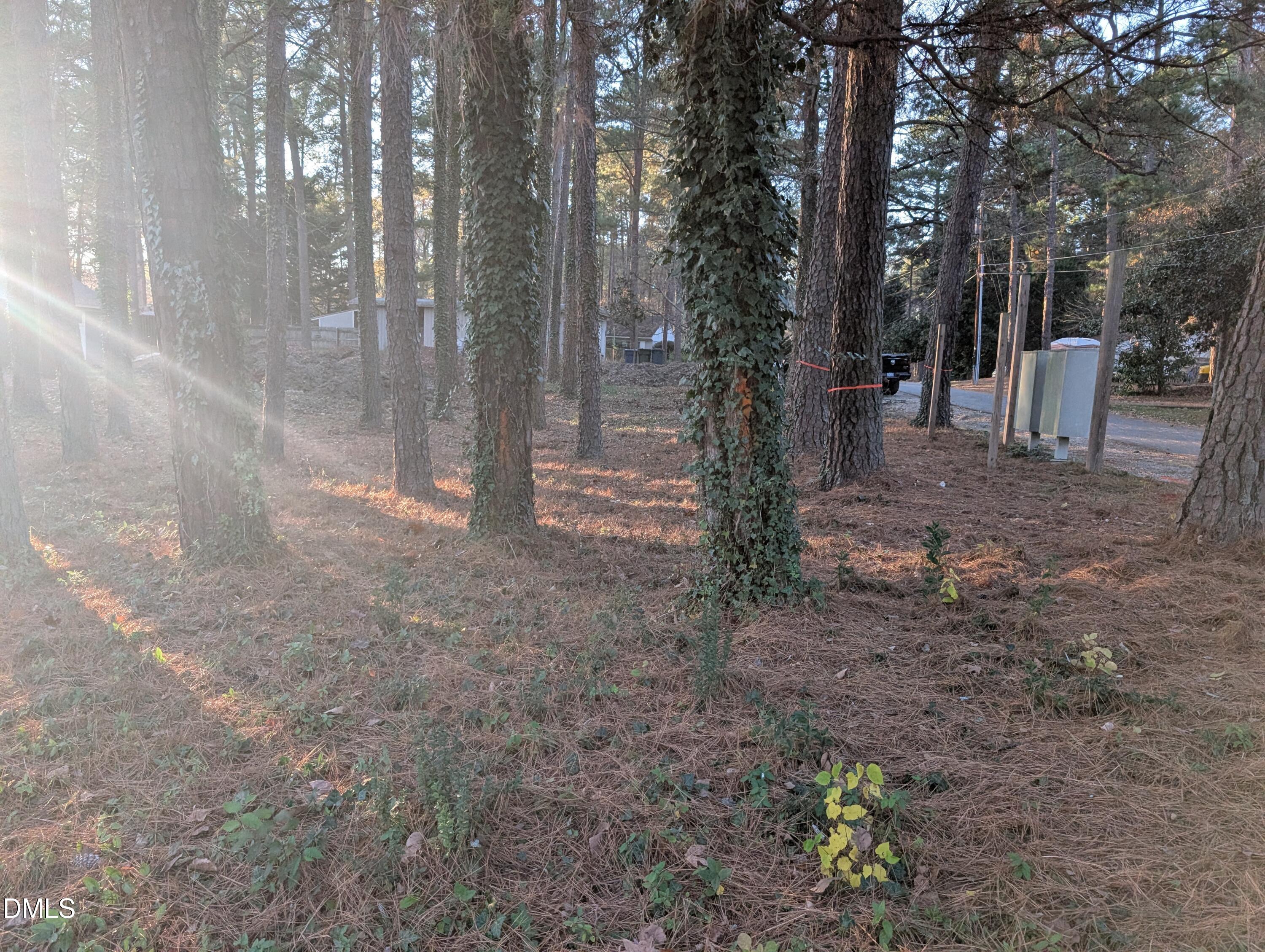 2729 Broad Street Durham, NC 27704 - Photo 7 of 9 a view of a forest filled with trees