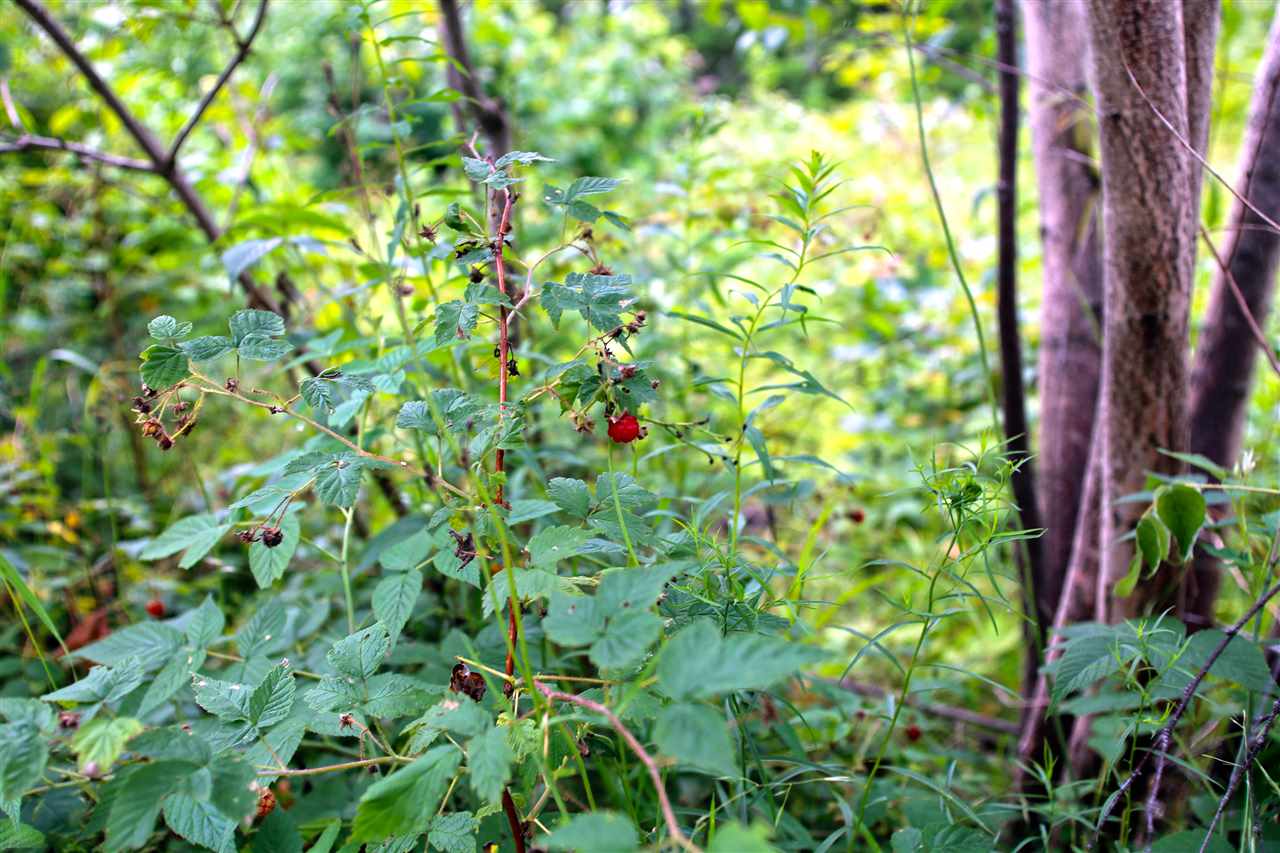 3000 Notch Road Washington, VT 05675 - Photo 23 of 40