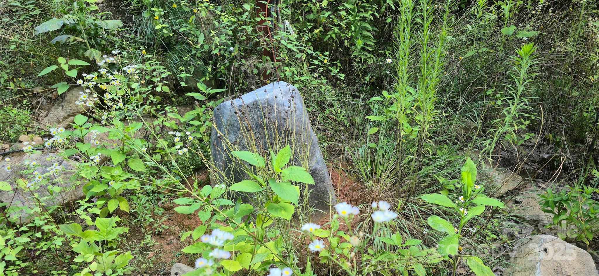 Lot 501 Spellbound Road Waynesville, NC 28785 - Photo 12 of 30 a fire plant in a garden