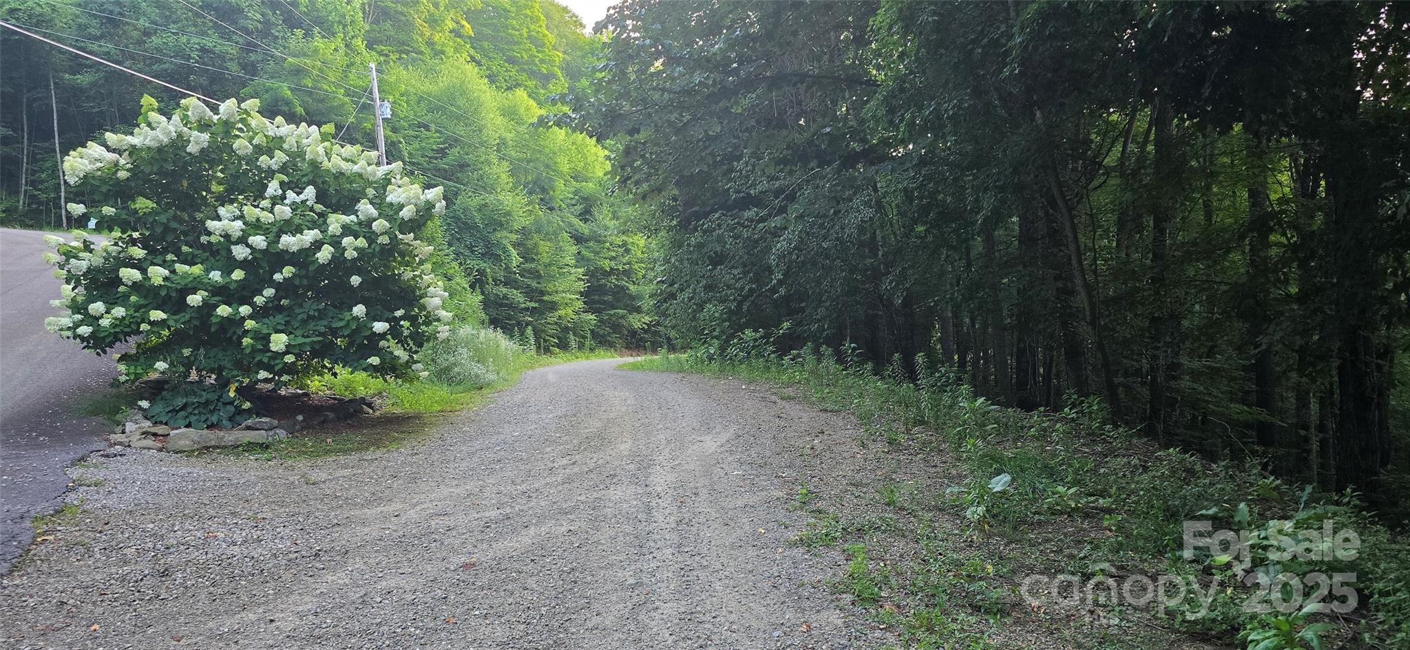 Lot 501 Spellbound Road Waynesville, NC 28785 - Photo 13 of 30 a view of a forest with trees