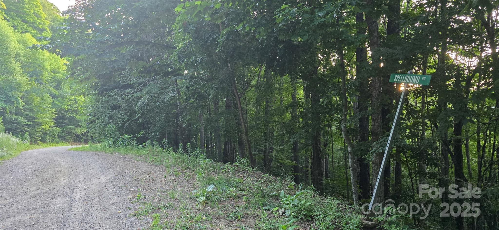 Lot 501 Spellbound Road Waynesville, NC 28785 - Photo 14 of 30 a view of a forest with trees in the background
