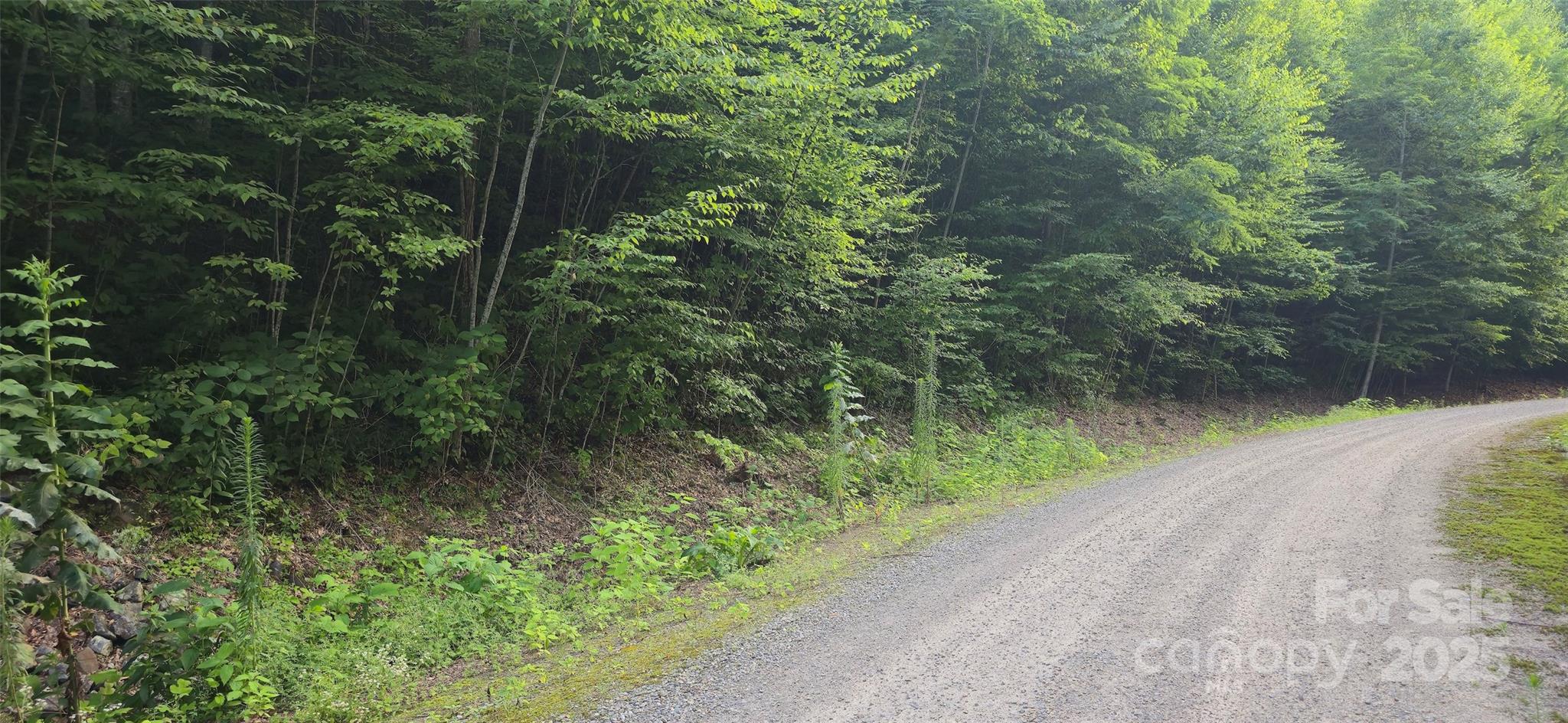 Lot 501 Spellbound Road Waynesville, NC 28785 - Photo 10 of 30 a view of a lush green forest with lots of trees