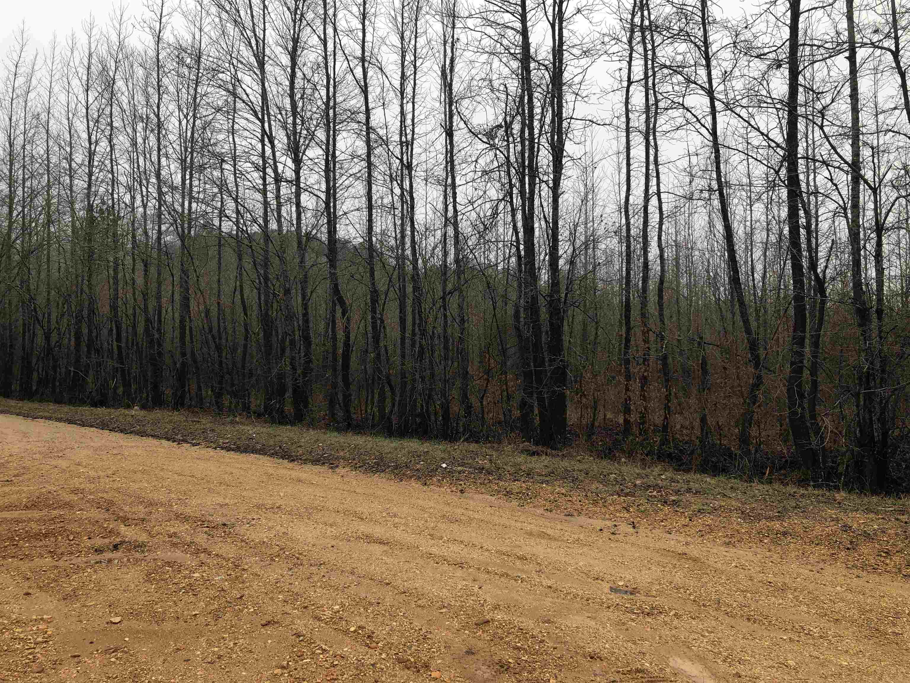 499 Baxter Road Counce, TN 38326 - Photo 3 of 7 Gallery Image 3