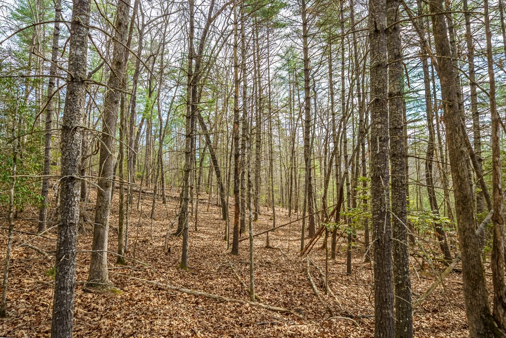 Lot 6 Hampton Road Morganton, GA 30560 - Photo 15 of 16 Gallery Image 15