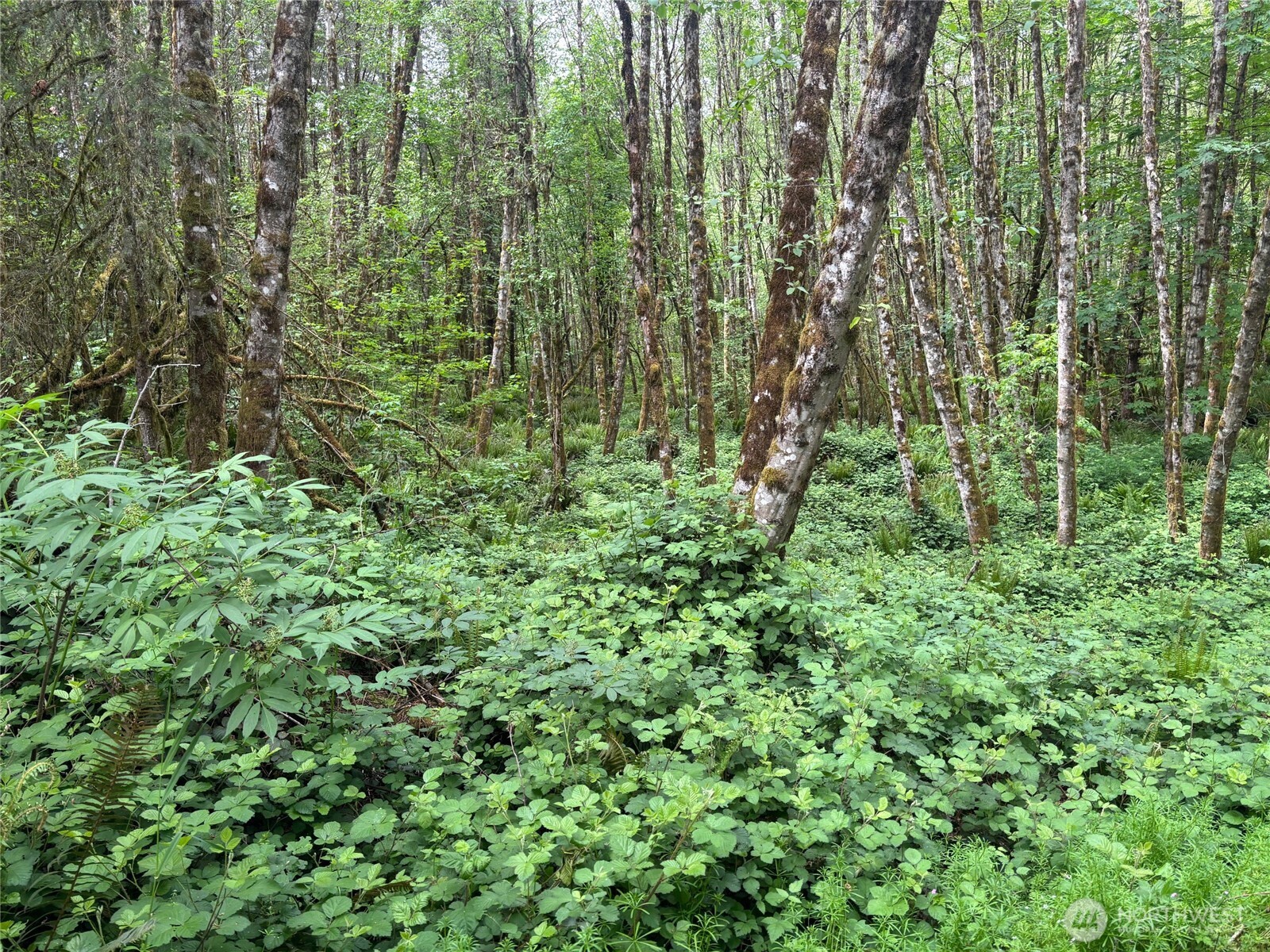112 Bridlewood Road Longview, WA 98632 - Photo 3 of 5 a view of a lush green forest